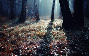 landscapes-nature-trees-forest-photography-ground-wide