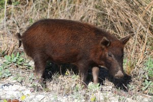 Wild Boar